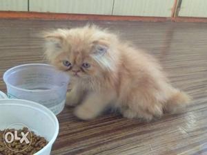 Persian cat available for sell very low price