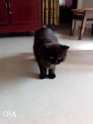 Persian cat for mating male heavy weight Sami punch face etc