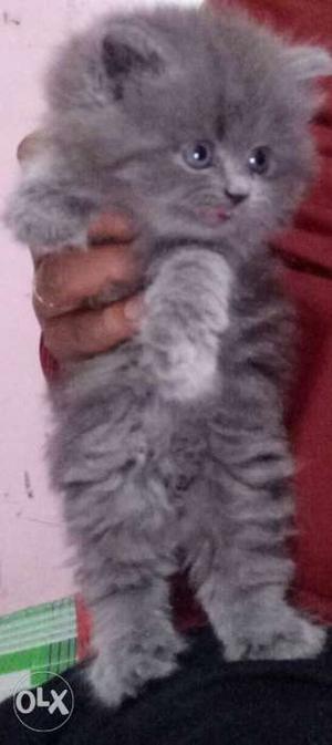 Persian cat for sale good quality cat 60days old