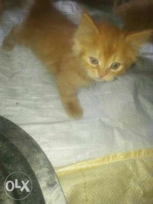 Persian cat kitten for sale portty trained