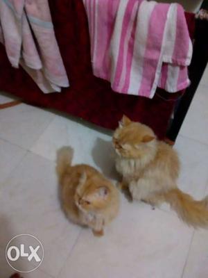 Persian cat male 6 months old