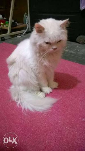 Persian cat punched face male,healthy and pure