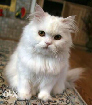 Persian cat..pure white..punched face..quality