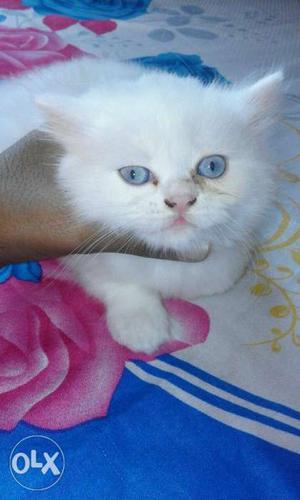 Persian cats on sale call on