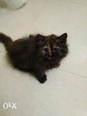 Persian female kitten 3months, price negotiable