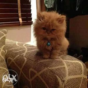 Persian kittens available 2 months old kittens