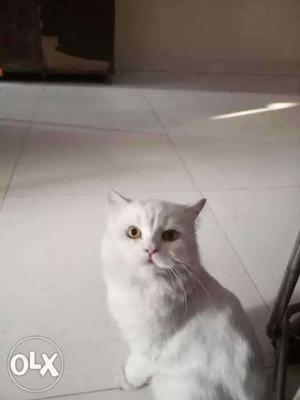 Persian white cat 6 months old