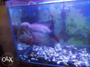 Pink Flowerhorn Cichlid Fish..10 months old..round head