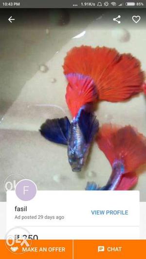 Platinum red big ear guppy 20 type guppy available