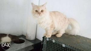 Puffy persian cat for sale... Very active and