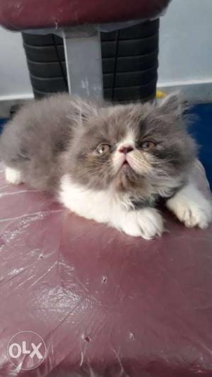 Pure Persian extreme punch face kitten