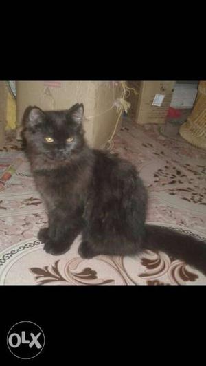 Pure black female Persian cat for sale...
