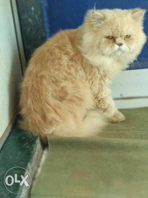 Pure punch face Persian Cat