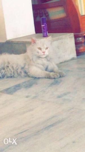Pure white Persian cat for sell