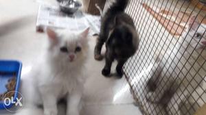 Pure white persian kitten- just of 3 months old-