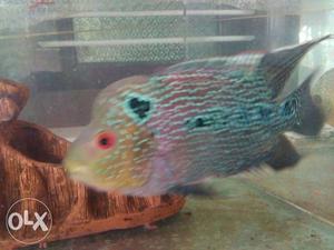 Purple And Black Flowerhorn Fish