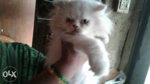 Quality Persian kitten available