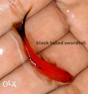 Quality swordtail for 10 rs pc