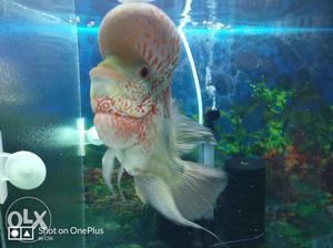 RTKML Flowerhorn 7"+