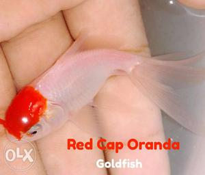 Red Cap Oranda gold fish 50 Rs pair
