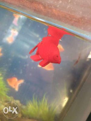 Red Fish for sale