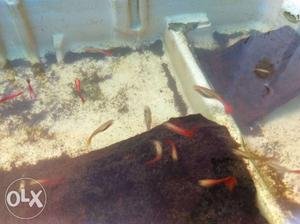 Red and white Guppys..5 piece 50