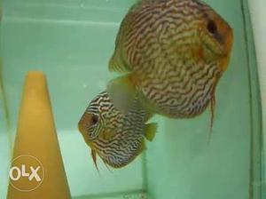Red turquoise discus young breeding pair male 6"