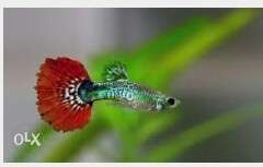 Rs50 for 10 guppy red tale hybrid