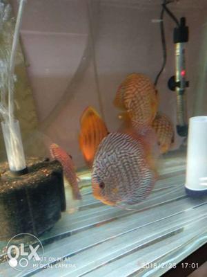 Sell my 6 discous fish 6 inc long best condition
