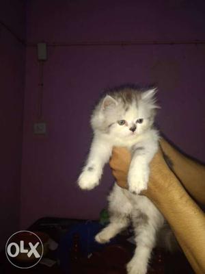 Semi punch Male and female persian kitten for sale