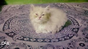 Semi punch female cats for sale