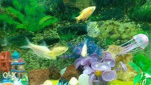 Shoal Of Yellow And White Pet Fish