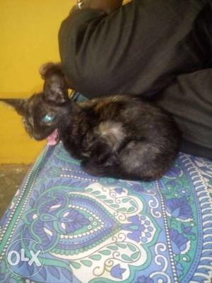 Short-furred Black And Brown Kitten