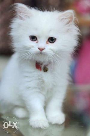 Snow White Very Furry Long Coat Persian Kittens