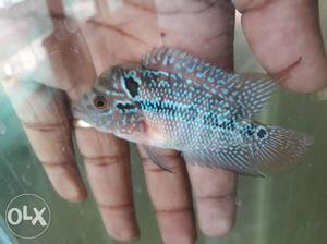 Srd mamga Flowerhorn Fish