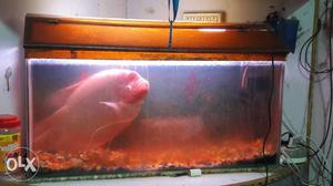 Strong,Attractive,Big 32 centimetre...Giant Gurami Fish for