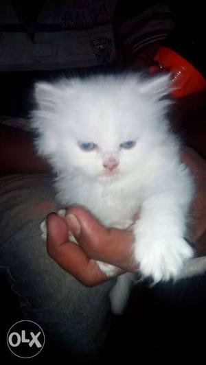 Superb Quality Pure Persian Kittens Available In