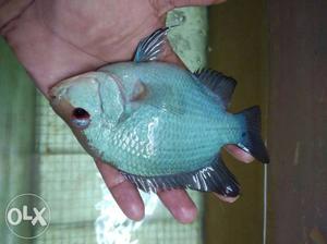Thai silk flowerhorn fish need male for mating