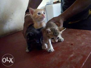 Three Black, Orange, And Brown Tabby Kittens