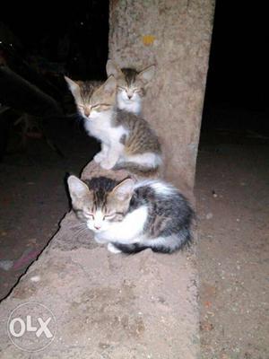 Three Gray Tabby Kittens