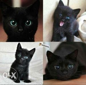 Two Black Kittens just rupee 
