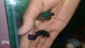 Two Green And Black Pet Fish