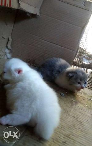 Two White And Brown Kittens with