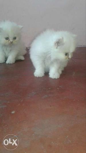 Two White Fur Cats
