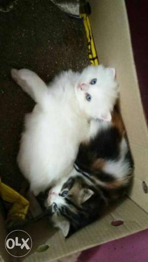 Two White Kitten And Calico Kitten