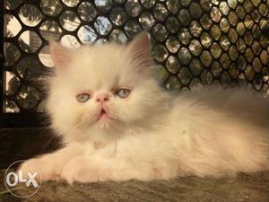 Two months old healthy persian kittens
