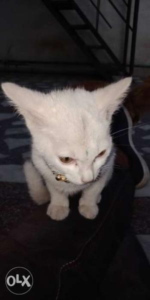 Very cute male kitten, 2 months old Pure white.