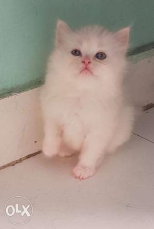 Waite kitten for sale