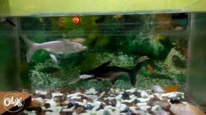 Want to sell my fav Fishes & Aquarium in less price