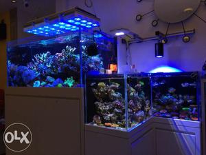 We make all types of marine and reef tanks